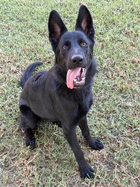 Photo of Coraline, adoptable German Shepherd Dog in Riverside, California