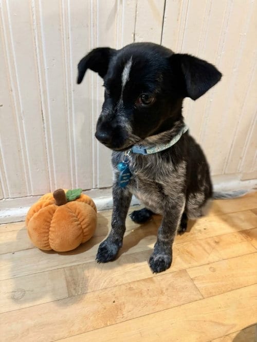 Photo of Bluebonnet, adoptable Australian Cattle Dog/Blue Heeler in Genesee, Wisconsin