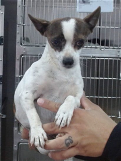 Photo of Jojo, adoptable Chihuahua in Salinas, California