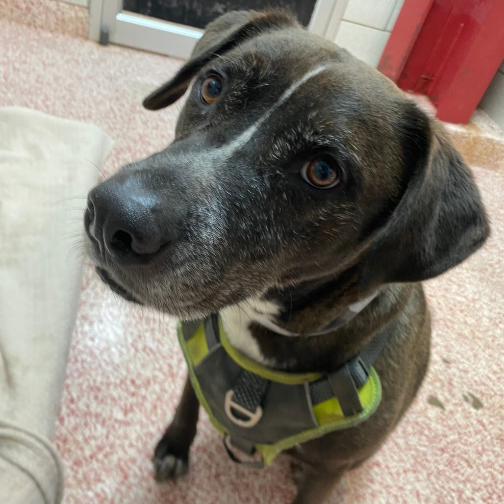 Photo of Sam, adoptable Mixed Breed (Large) in Houston, Texas
