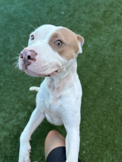 Photo of Mega, adoptable Mixed Breed