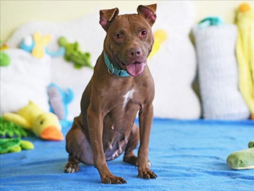 Photo of Beverly, adoptable American Pit Bull Terrier in Tavares, Florida