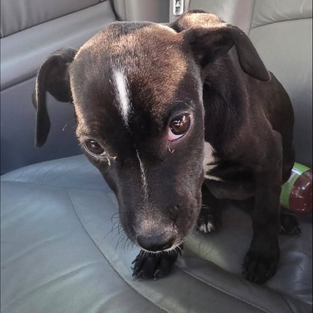 Photo of Flicka, adoptable Mixed Breed (Medium) in St. Louis, Missouri