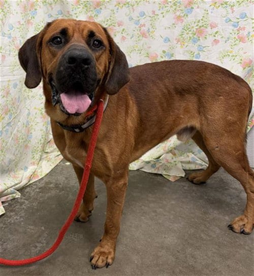 Photo of Budd, adoptable Mastiff in Rosenberg, Texas