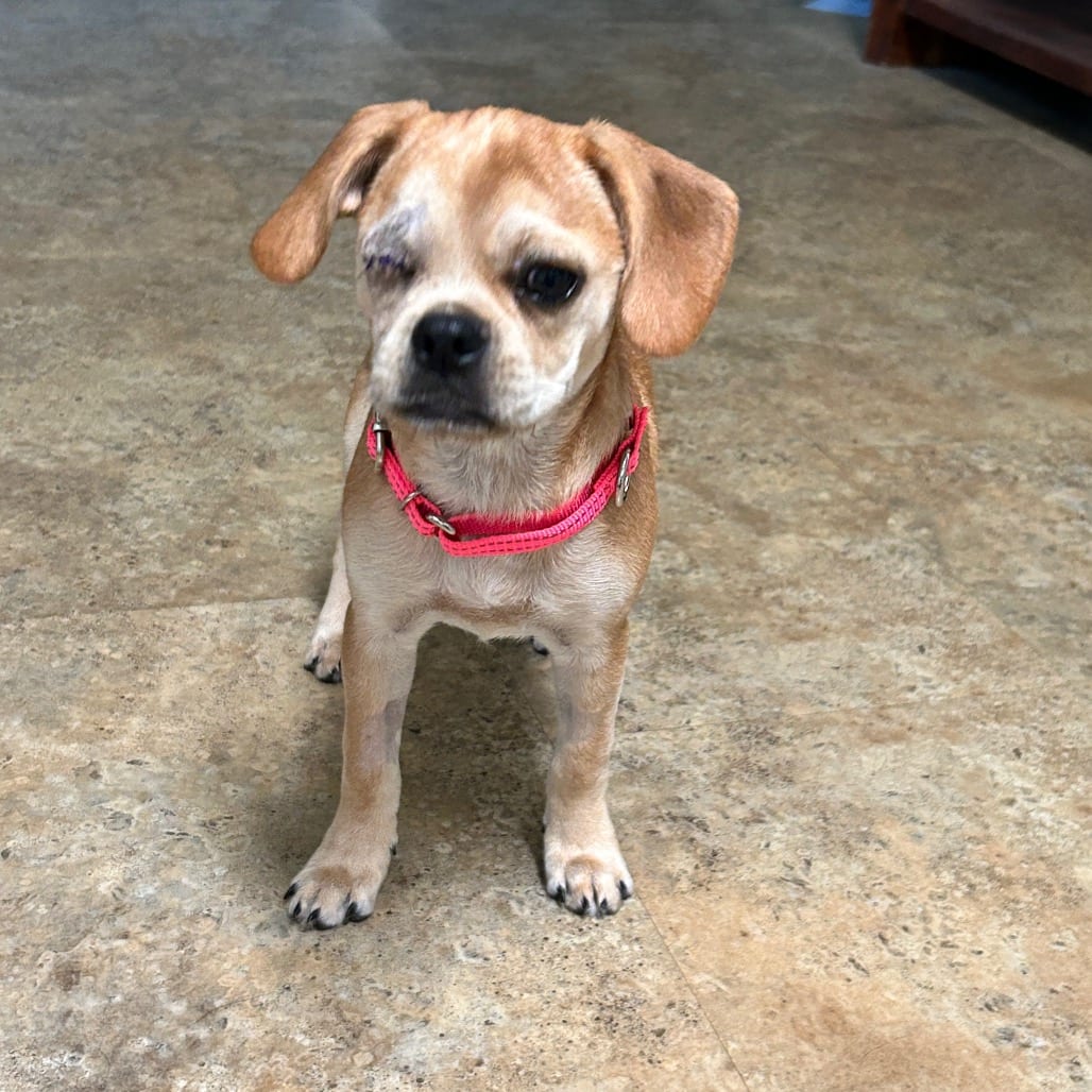 Photo of Monroe, adoptable Pug / Beagle in Raleigh area, North Carolina