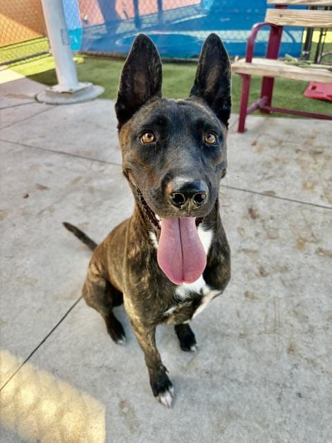 Photo of Rosa, adoptable Belgian Shepherd Malinois in Miami, Florida