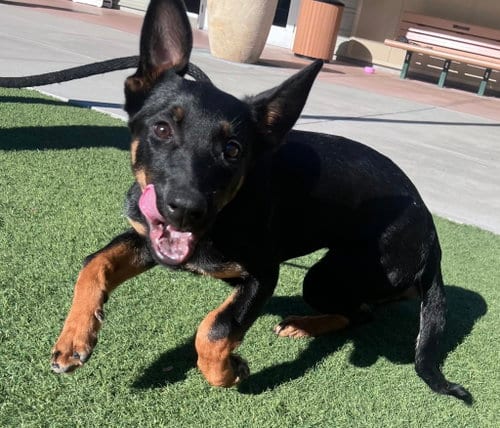 Photo of Bellatrix, adoptable Belgian Shepherd Dog Sheepdog in Salinas, California