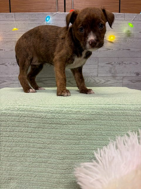 Photo of A614924, adoptable American Pit Bull Terrier in Modesto, California