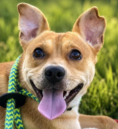 Photo of Clara, adoptable Labrador Retriever in Canton, Connecticut