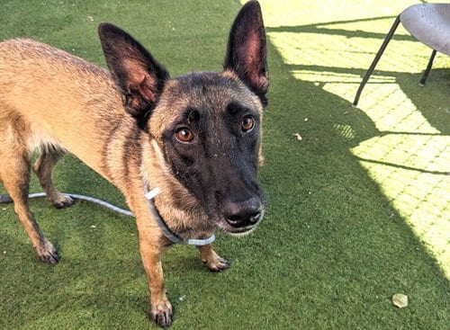 Photo of Marie Claire, adoptable Belgian Shepherd Malinois in Phoenix, Arizona