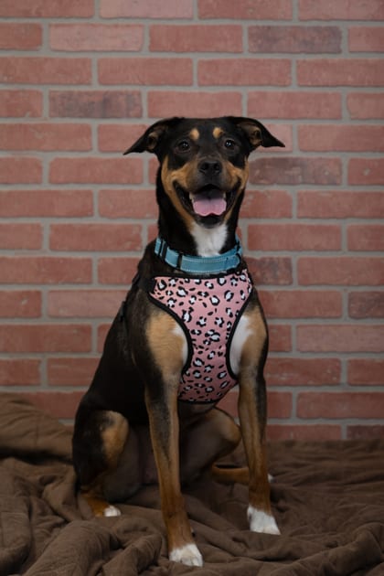Photo of Nova, adoptable Hound/Mix