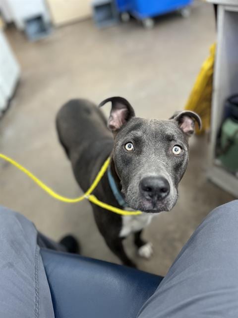 Photo of Stormie, adoptable Mixed Breed