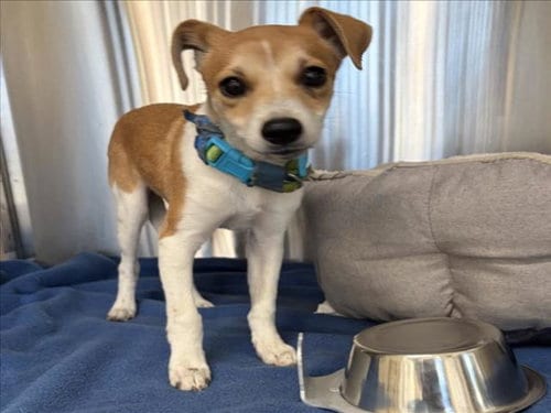Photo of Lyric, adoptable Jack Russell Terrier (Parson Russell Terrier) in Derwood, Maryland