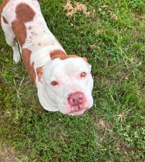 Photo of Nadja, adoptable Pit Bull Terrier in Low Moor, Virginia