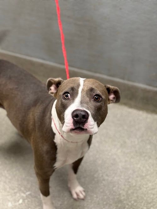 Photo of Savana, adoptable Pit Bull Terrier in Las Vegas, Nevada