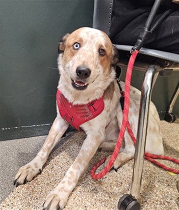 Photo of Kiaro, adoptable Australian Shepherd in Los Angeles, California