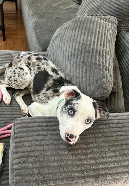 Photo of Virgin River : Lizzie (Lexi), adoptable Australian Shepherd in Aurora, Indiana
