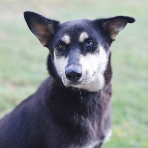 Photo of Millie, adoptable Doberman Pinscher in San Antonio, Texas