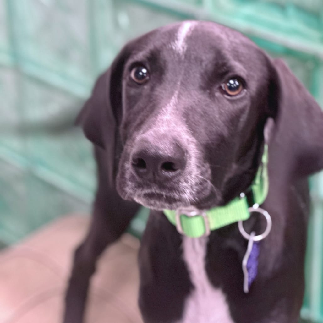 Photo of Minnie, adoptable Mixed Breed (Large) in San Francisco, California