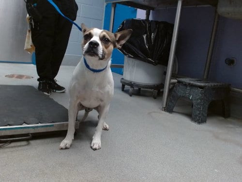Photo of Tango, adoptable Podengo Portugueso in Albuquerque, New Mexico