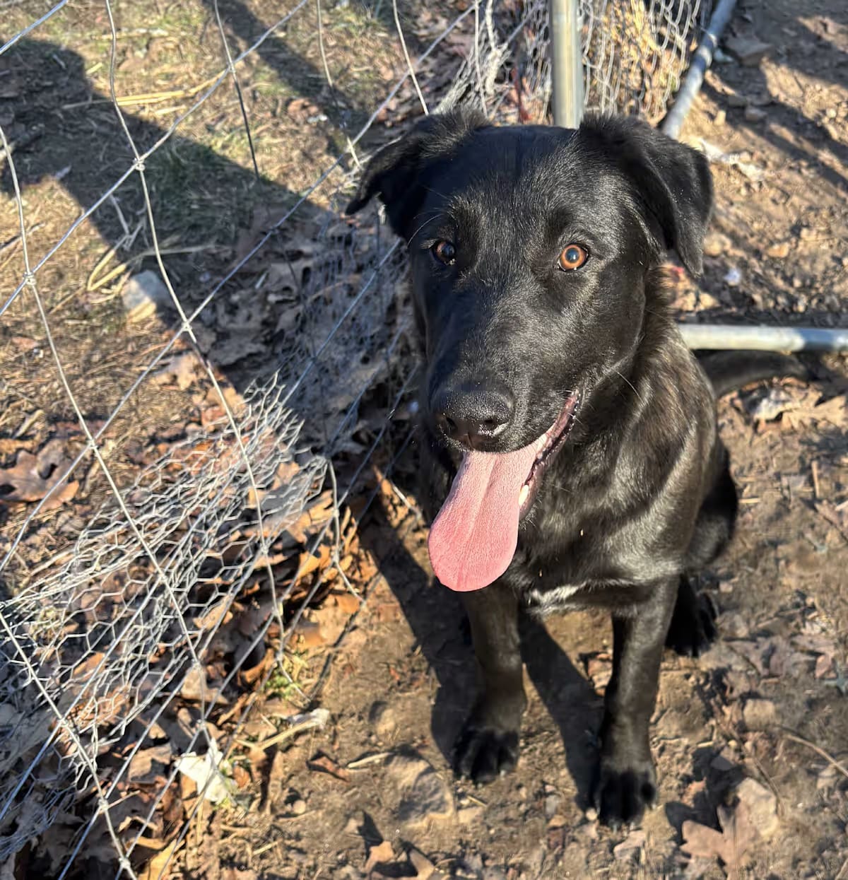 Photo of Duke, adoptable German Shepherd Dog in Melbourne, Arkansas