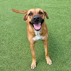 Photo of Shay 3987, adoptable Mixed Breed (Medium) in Loxahatchee, Florida