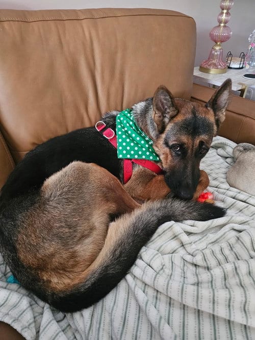 Photo of Lloyd 3176, adoptable German Shepherd Dog in Plantation, Florida