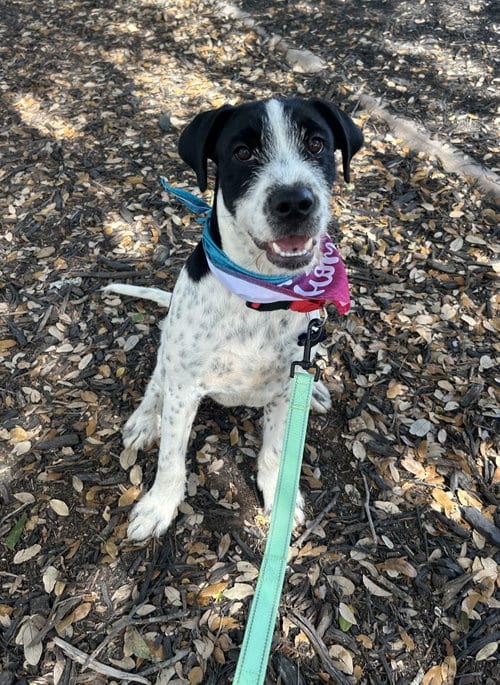 Photo of Gavin, adoptable American Bulldog in Pipe Creek, Texas