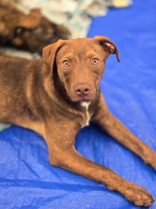 Photo of Aladdin, adoptable Unknown breed in Crandall, Georgia