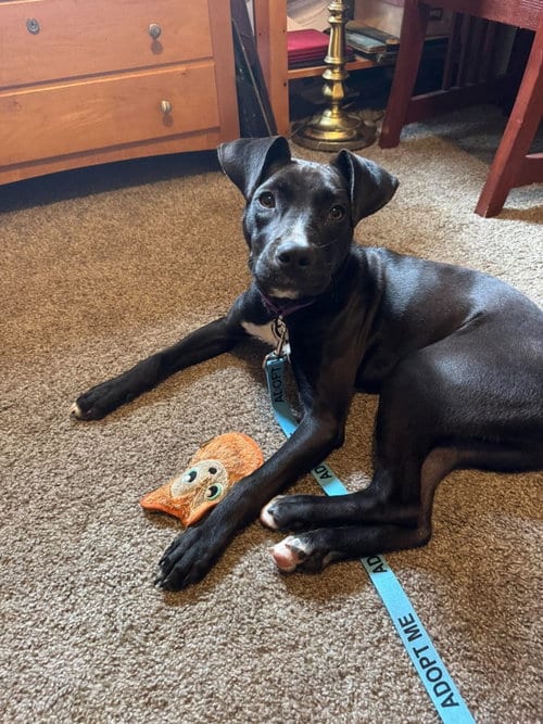 Photo of Linus, adoptable Boxer in Gilberts, Illinois
