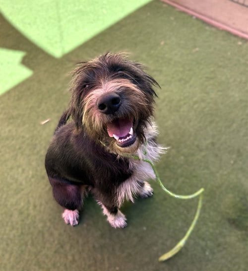 Photo of Mike, adoptable Border Collie in Sacramento, California