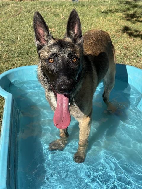 Photo of Dexter, adoptable Belgian Shepherd Malinois in Riverside, California