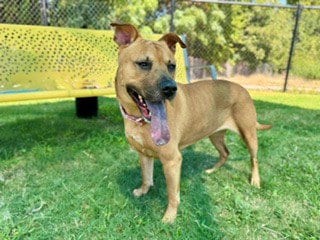Photo of Brooklyn, adoptable German Shepherd Dog in Temple, Texas
