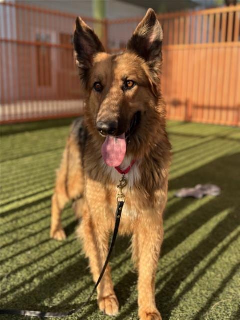 Photo of Drake, adoptable German Shepherd Dog in Las Vegas, Nevada
