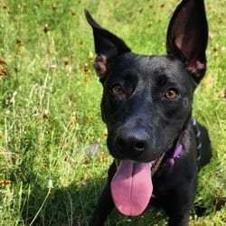 Photo of Truffles BW, adoptable Pharaoh Hound Golden Retriever in Hartford, Connecticut