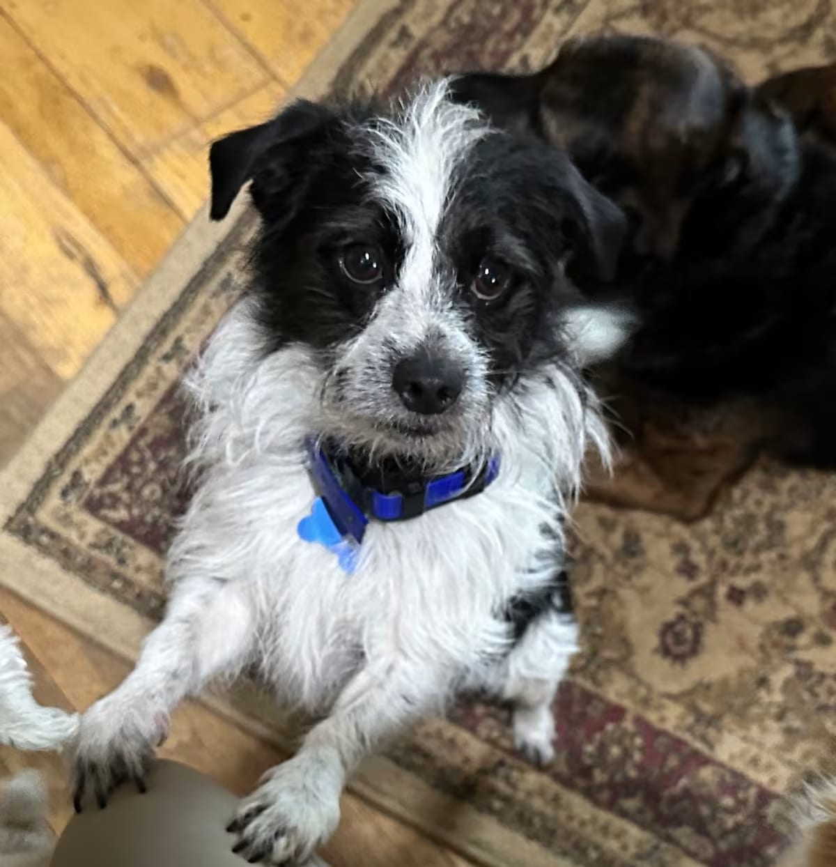 Photo of Scrappy, adoptable Shih Tzu/Terrier (Unknown Type, Medium) in Potomac, Maryland