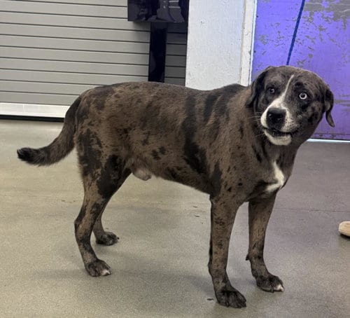 Photo of Blazee, adoptable Catahoula Leopard Dog in Houston, Texas