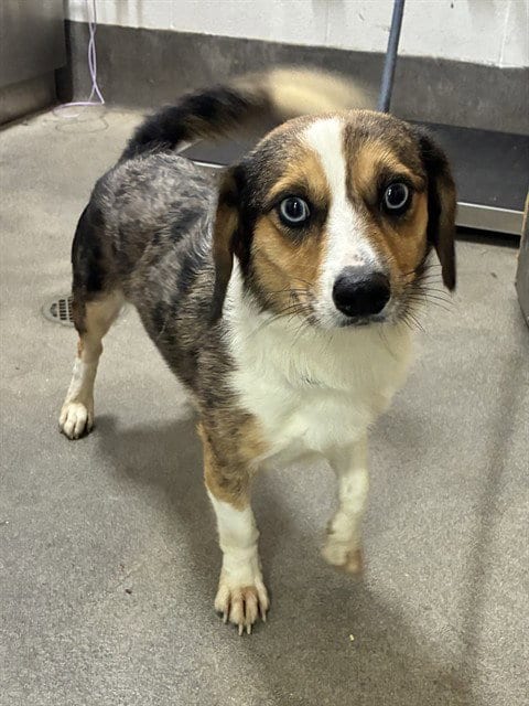 Photo of Theo, adoptable Beagle in Forestville, Maryland