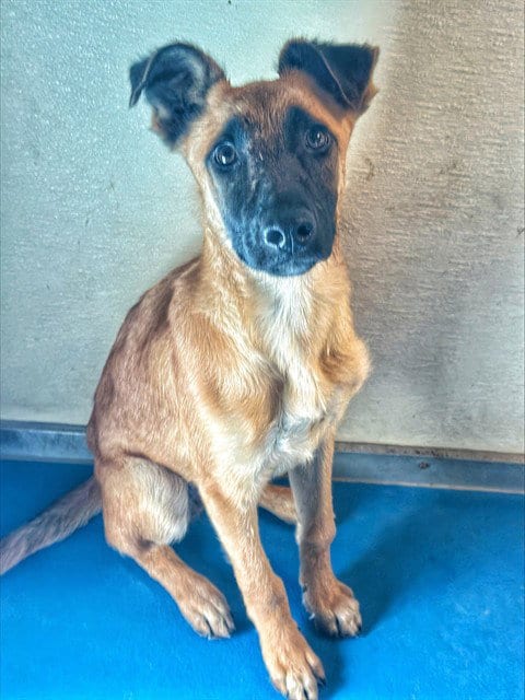 Photo of Piper, adoptable Belgian Shepherd Malinois in Bakersfield, California