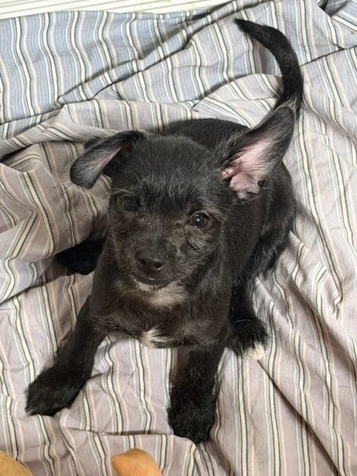 Photo of Greg, adoptable Chihuahua in Hewitt, New Jersey