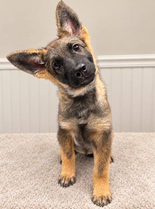 Photo of Heidi, adoptable German Shepherd Dog in Dallas, Texas