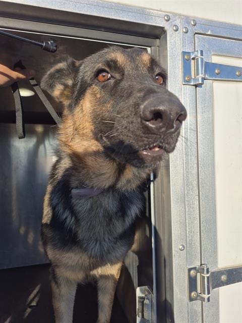 Photo of Gertrude, adoptable Belgian Shepherd Malinois in San Antonio, Texas