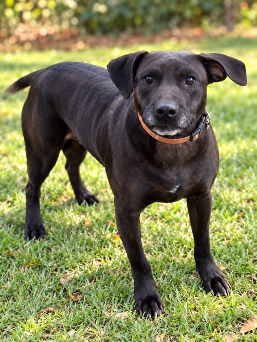 Photo of Molly, adoptable Labrador Retriever in Nashville, Tennessee