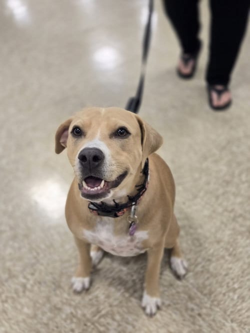 Photo of Beth, adoptable American Pit Bull Terrier in Robbinsdale, Minnesota