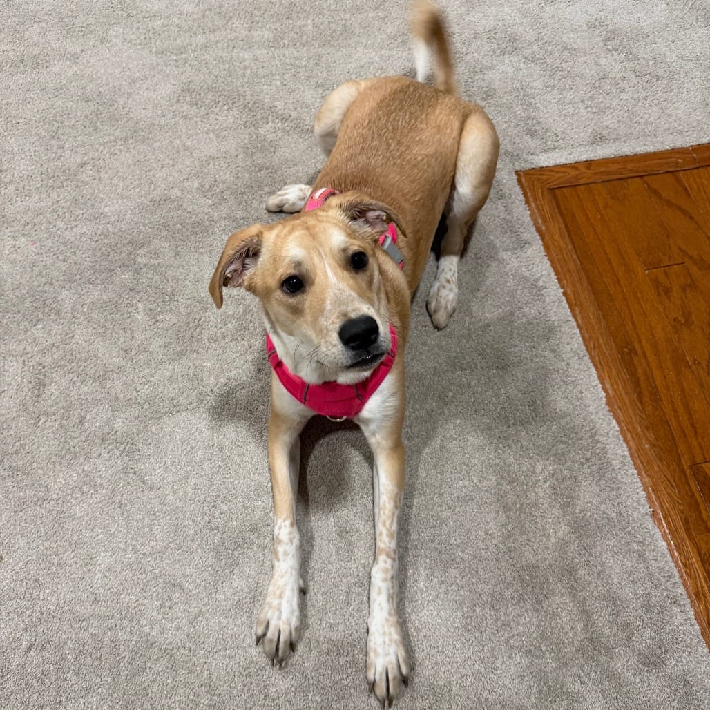Photo of Marshmallow - Home to Home, adoptable Pyrenees, Great / Mastiff in South Elgin, Illinois