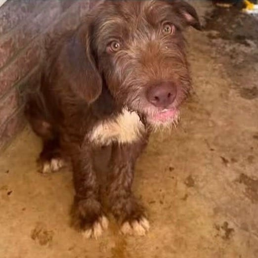 Photo of Harry (Sticky Bandit Pup), adoptable Mixed Breed (Large) in St. Louis, Missouri