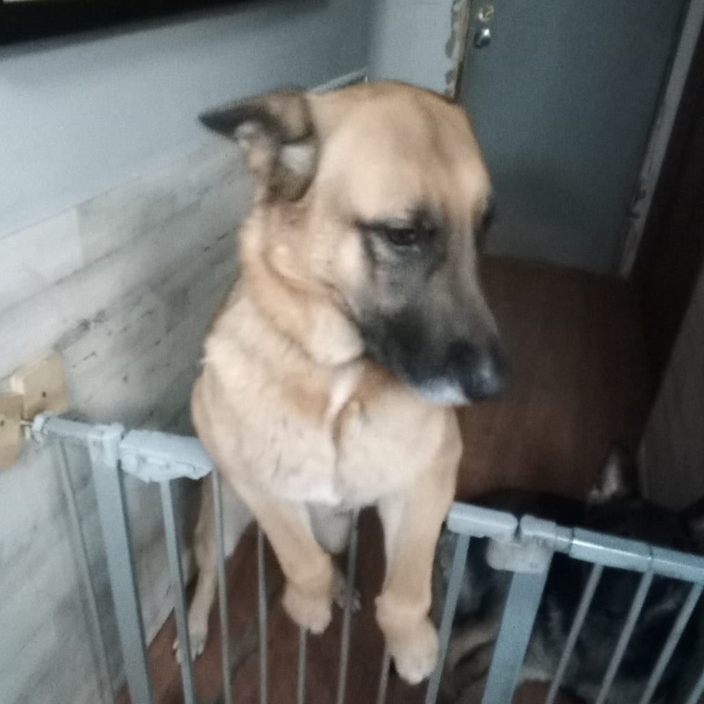 Photo of Bella - Home to Home, adoptable Shepherd, German in South Elgin, Illinois