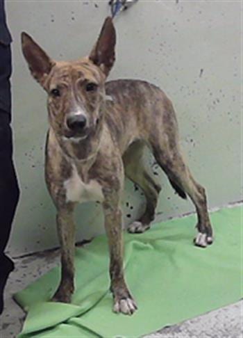Photo of Scarlett, adoptable Staffordshire Bull Terrier in Houston, Texas