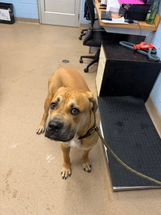 Photo of Irlan, adoptable dog in Chamblee, Georgia