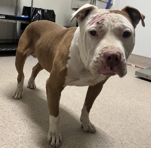Photo of Toodles, adoptable Pit Bull Terrier in Bakersfield, California